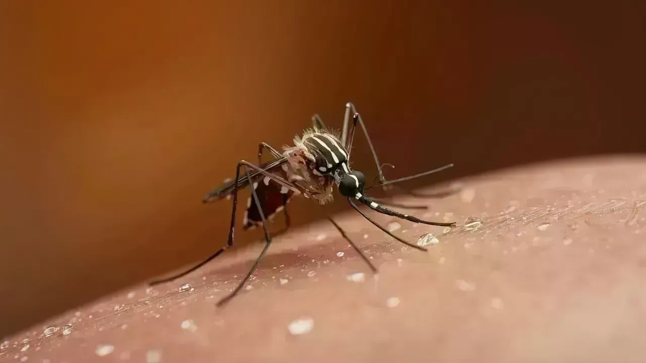 Cuba Struggles with Chikungunya and Dengue Outbreak