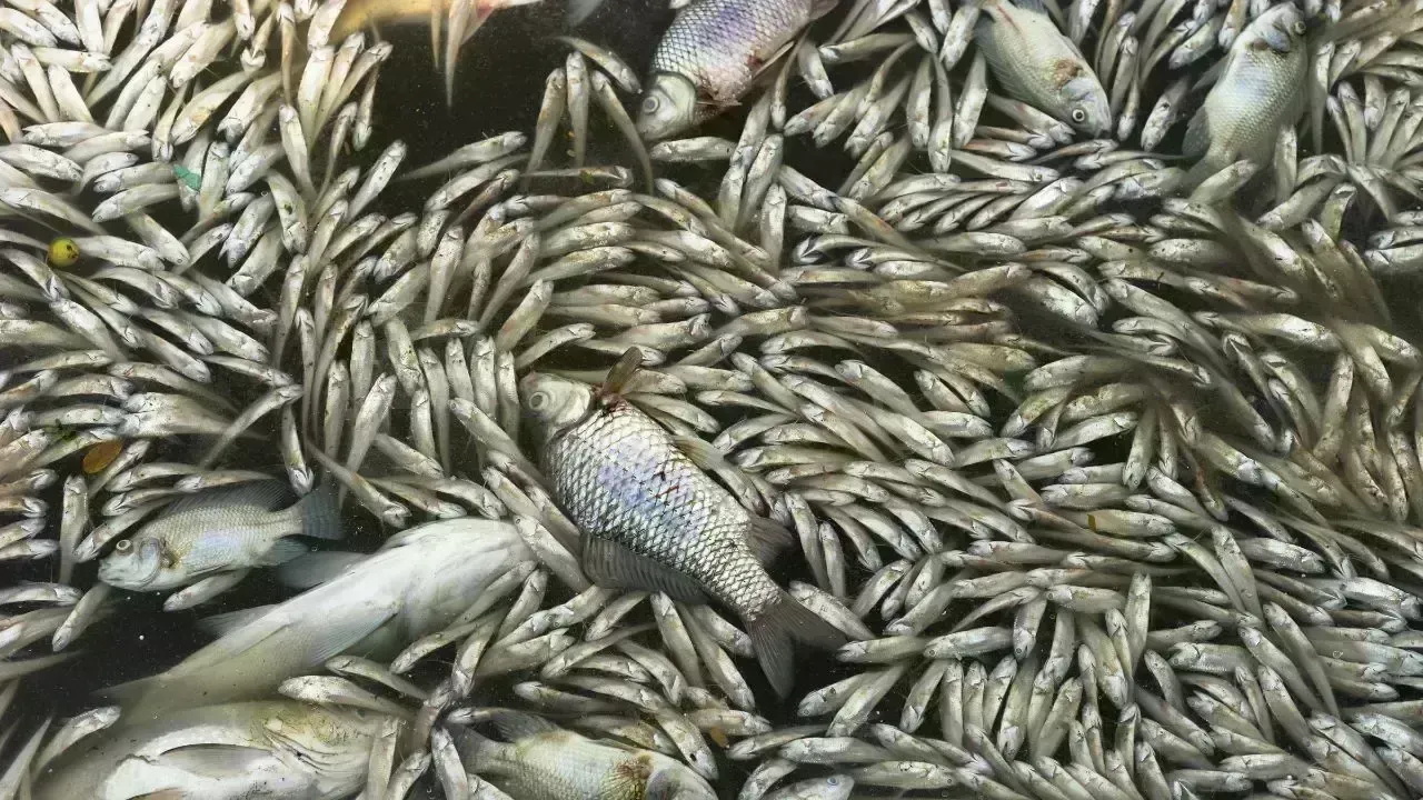 Al Muzoon Canal Suffers Fish Mortality Due to Algal Bloom