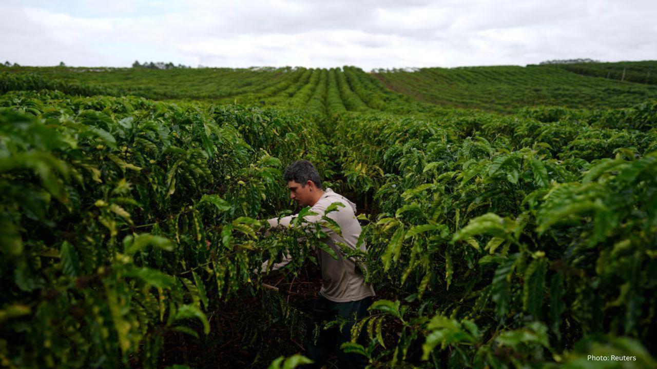 Brazilian Robusta Coffee Farmers Focus on Quality as Prices Rise and Climate Threats Grow
