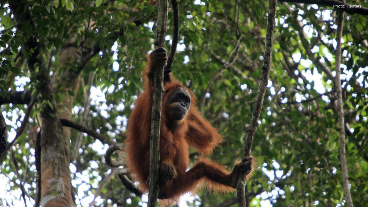 Indonesia Floods Put Orangutans in Danger and Expose the High Cost of Deforestation