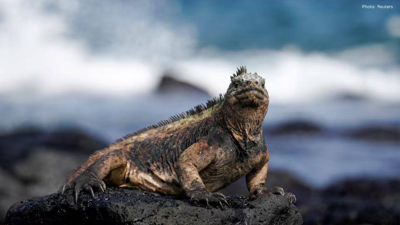 Bezos Earth Fund’s Ocean Grant Is a Big Step Toward Saving Marine Life