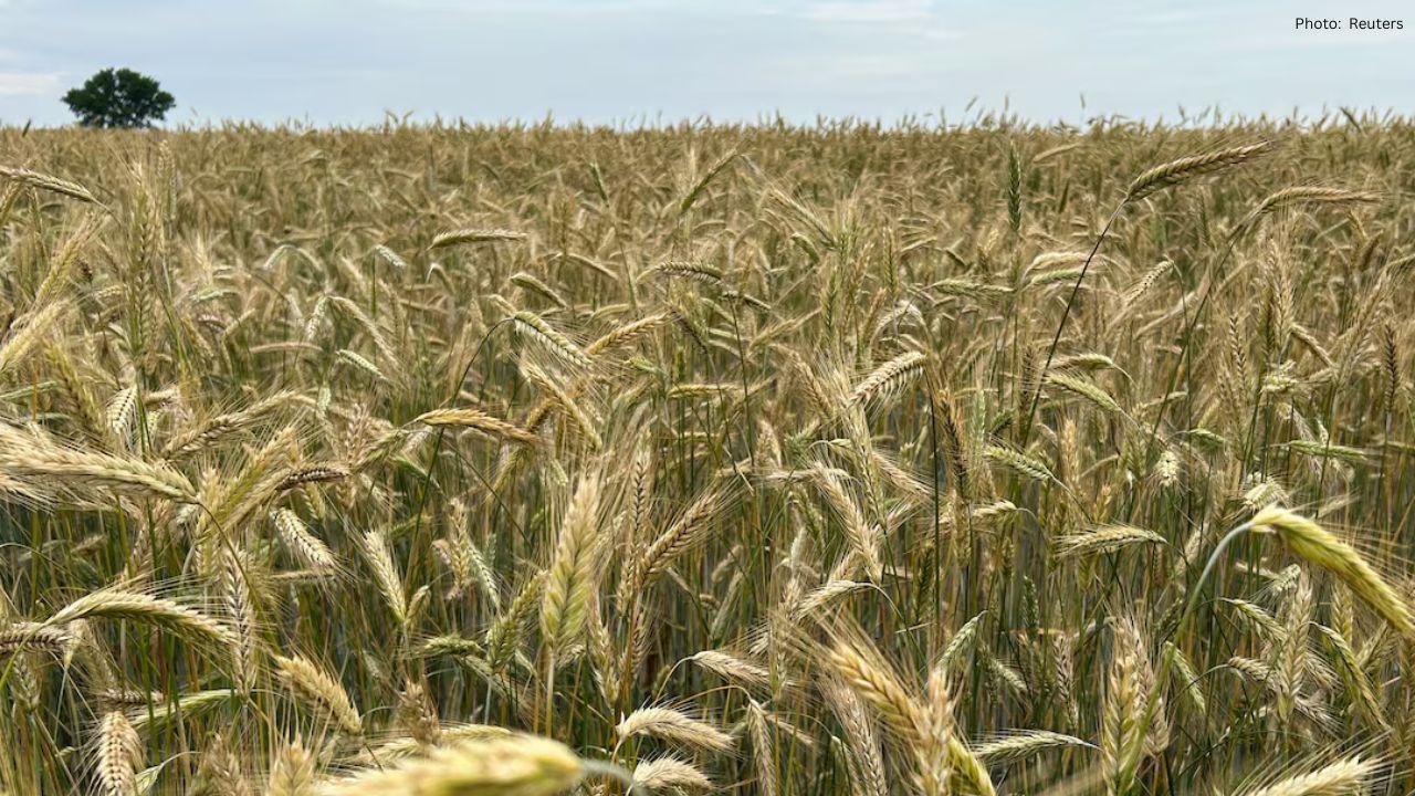 How Canadian Farmers Are Harvesting Record Crops Despite Droughts and Floods