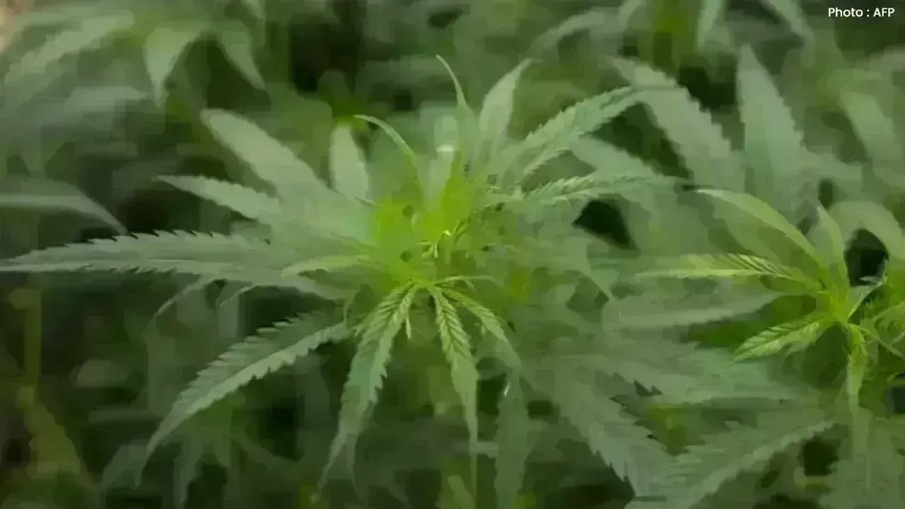 Trump Contemplates Reclassifying Marijuana in the U.S.