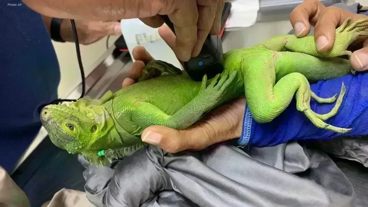 Revival of the Endangered Lesser Antillean Iguanas in the Caribbean