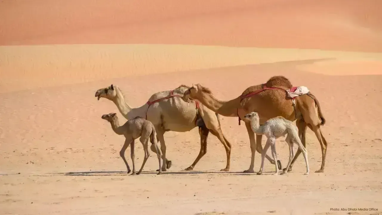 Gulf Workshop in Abu Dhabi Aims to Enhance Camel Travel Standards
