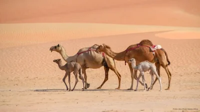 Gulf Workshop in Abu Dhabi Aims to Enhance Camel Travel Standards