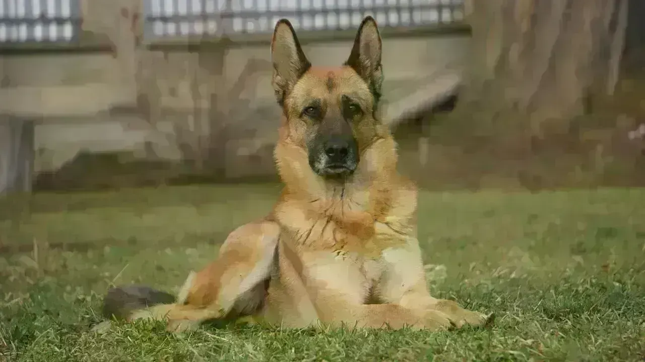 Tragic Loss of Two Sisters in Lucknow Linked to Pet Dog's Illness