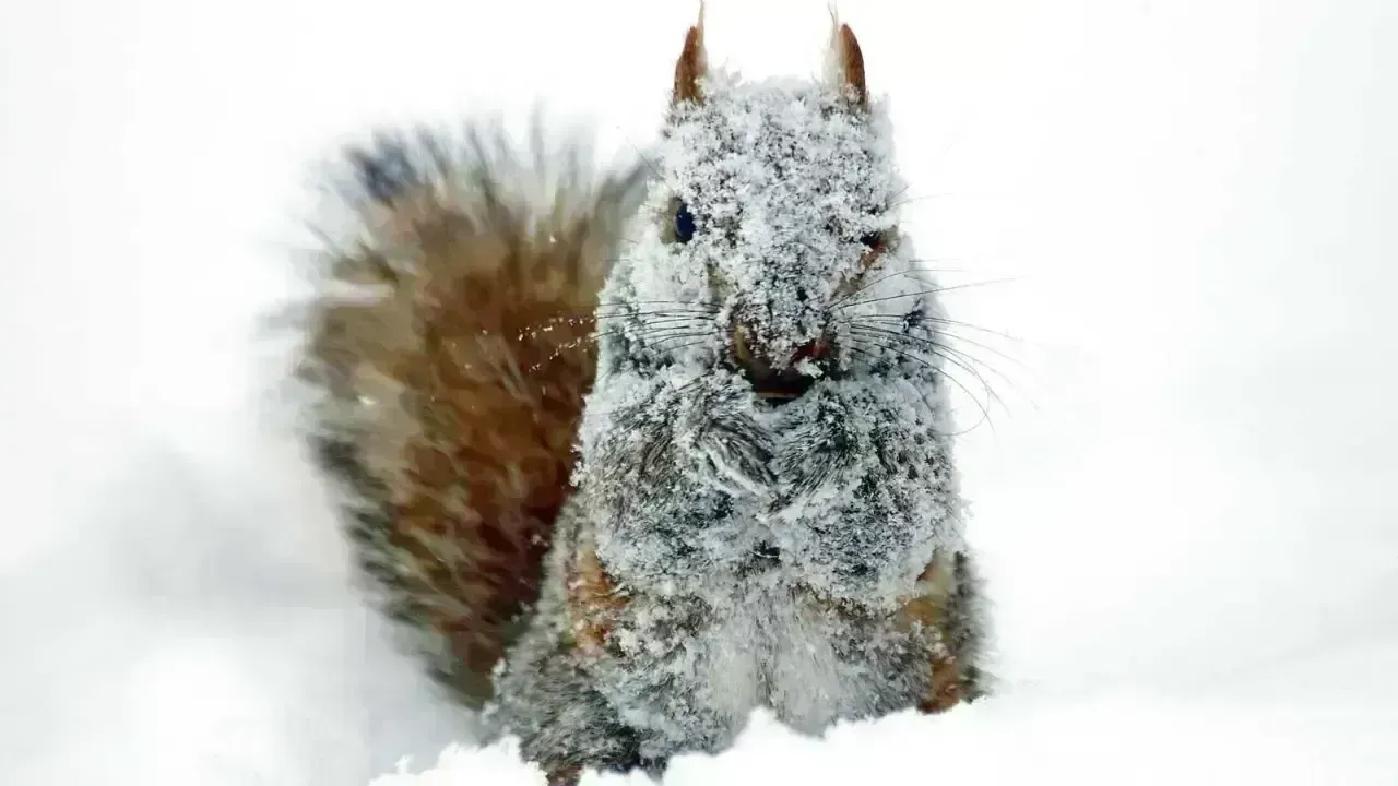 Survival Strategies of Animals in Harsh Winter Environments