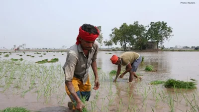 India’s Rice Export Boom Raises Alarm Over a Growing Water Crisis