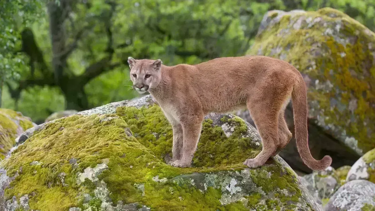 Tragic Mountain Lion Attack Claims Life of Colorado Hiker