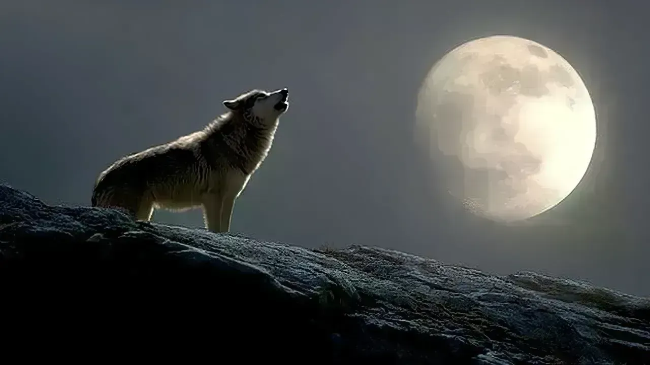 Paush Purnima 2026: The Enchanting 'Wolf Moon' Shines Brightly Tonight