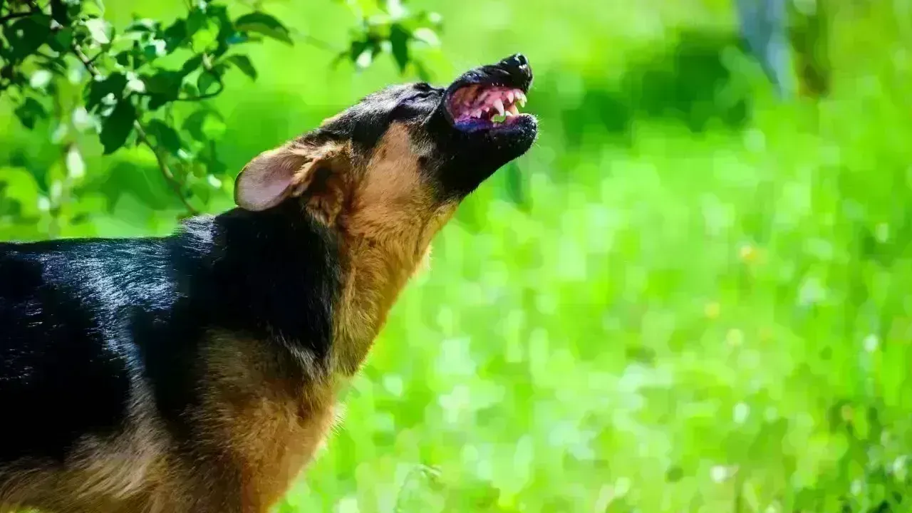 Dog Attack in Nova Scotia Leaves Young Cyclist Severely Injured