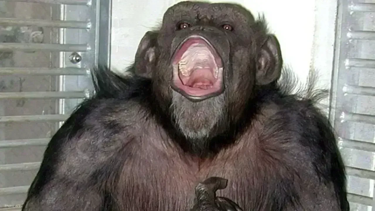 Renowned Chimpanzee Ai, Trailblazer in Primate Studies, Passes Away