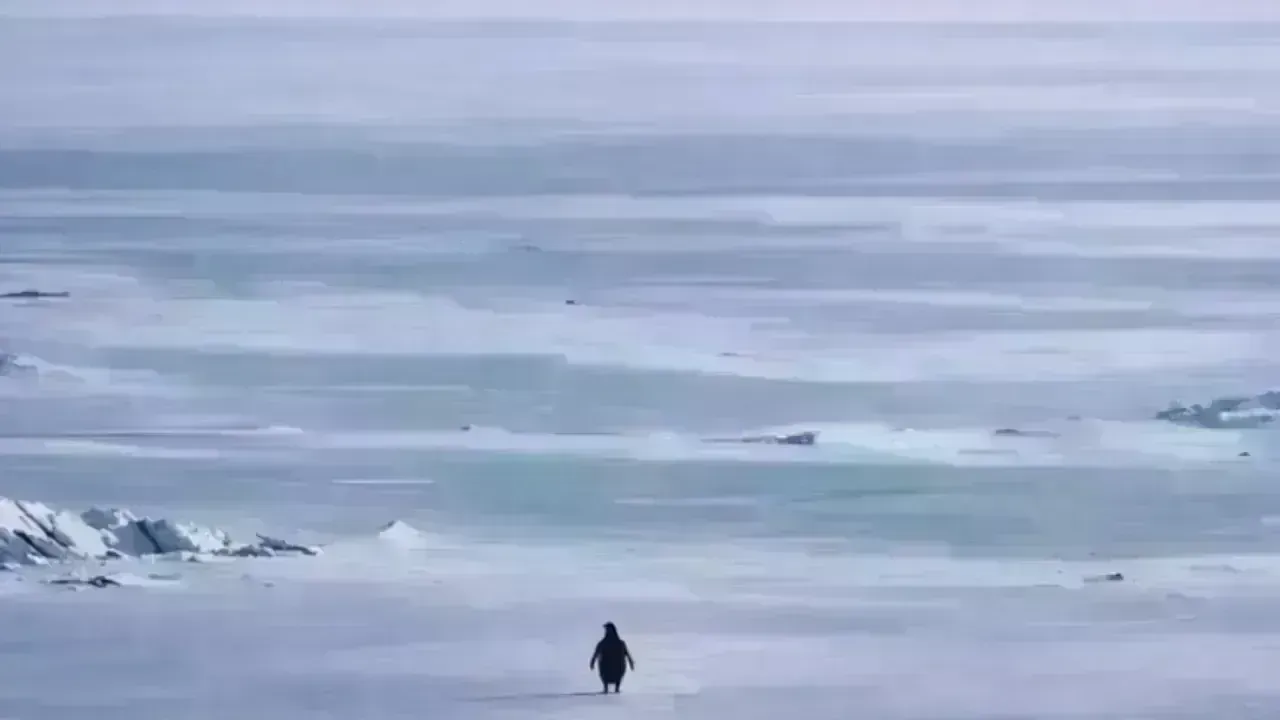 The “Nihilist Penguin” Phenomenon: Unpacking the Viral March of 2026