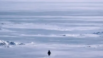 The “Nihilist Penguin” Phenomenon: Unpacking the Viral March of 2026