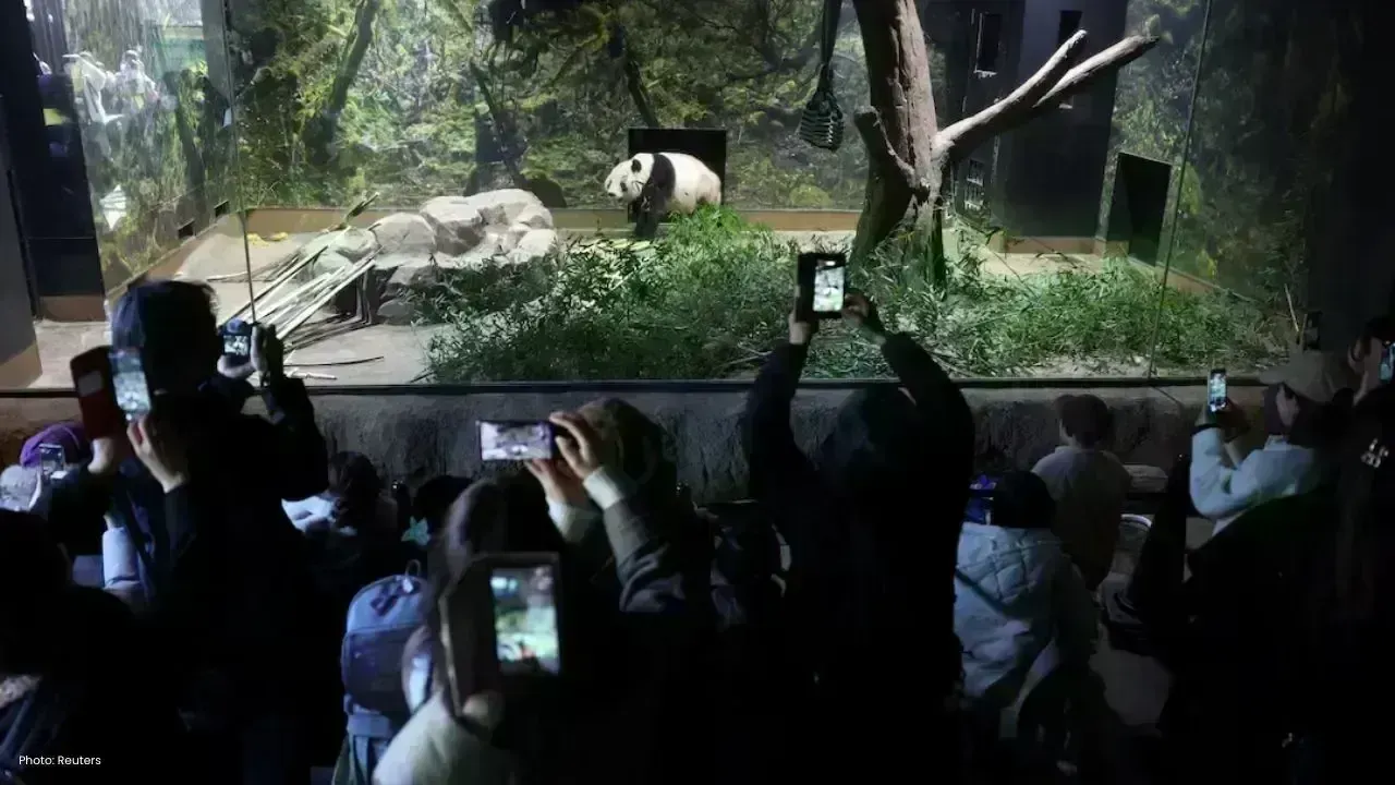 Emotional Homecoming for Twin Pandas Xiao Xiao and Lei Lei