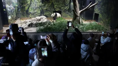 Emotional Homecoming for Twin Pandas Xiao Xiao and Lei Lei