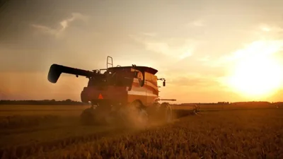 Harvest Season Kicks Off for Wheat in Al Najd, Dhofar