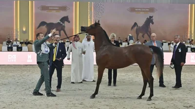 Dubai's Arabian Horse Championship 2026 Launches with Enthusiasm