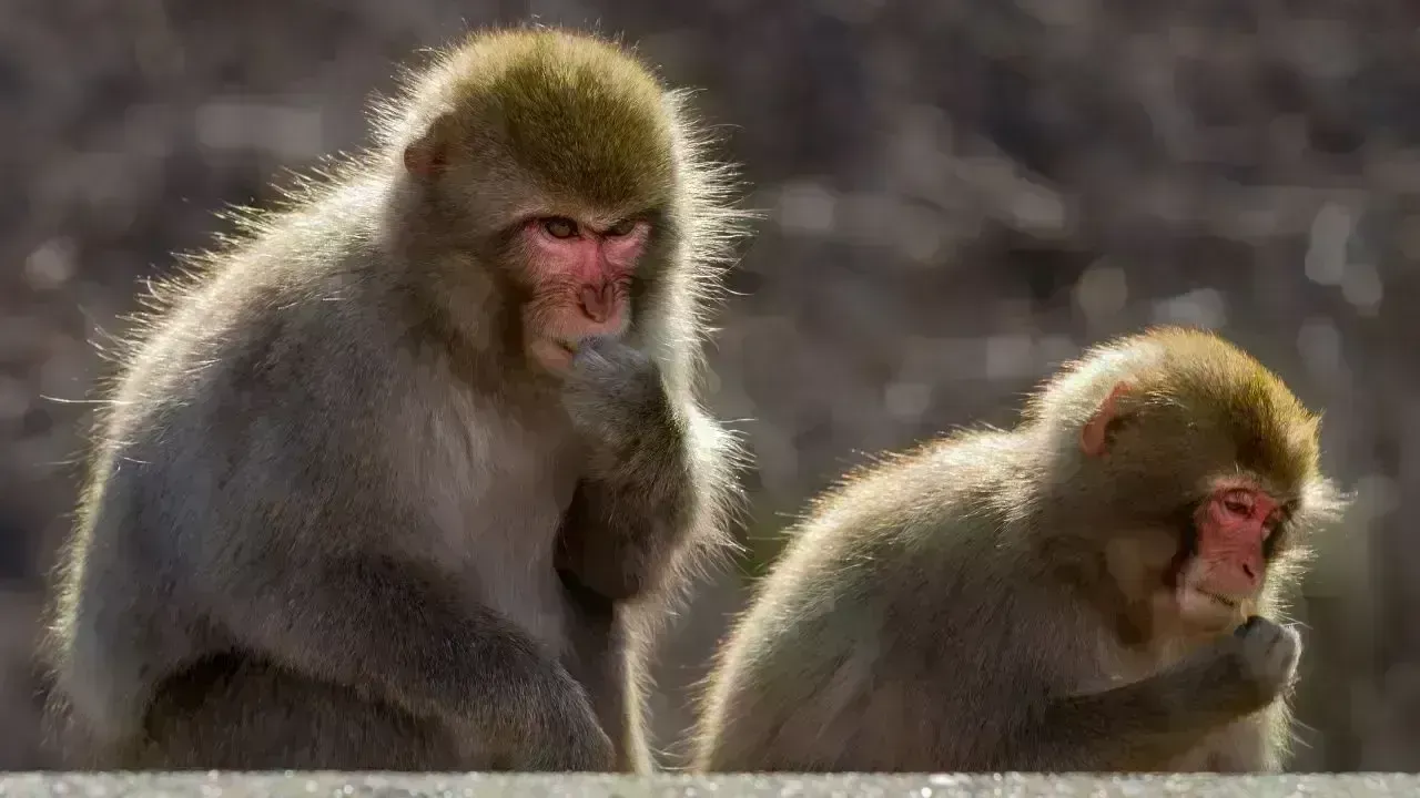 Unexpected Incident: US Sailor Faces Monkey Attack in Thailand