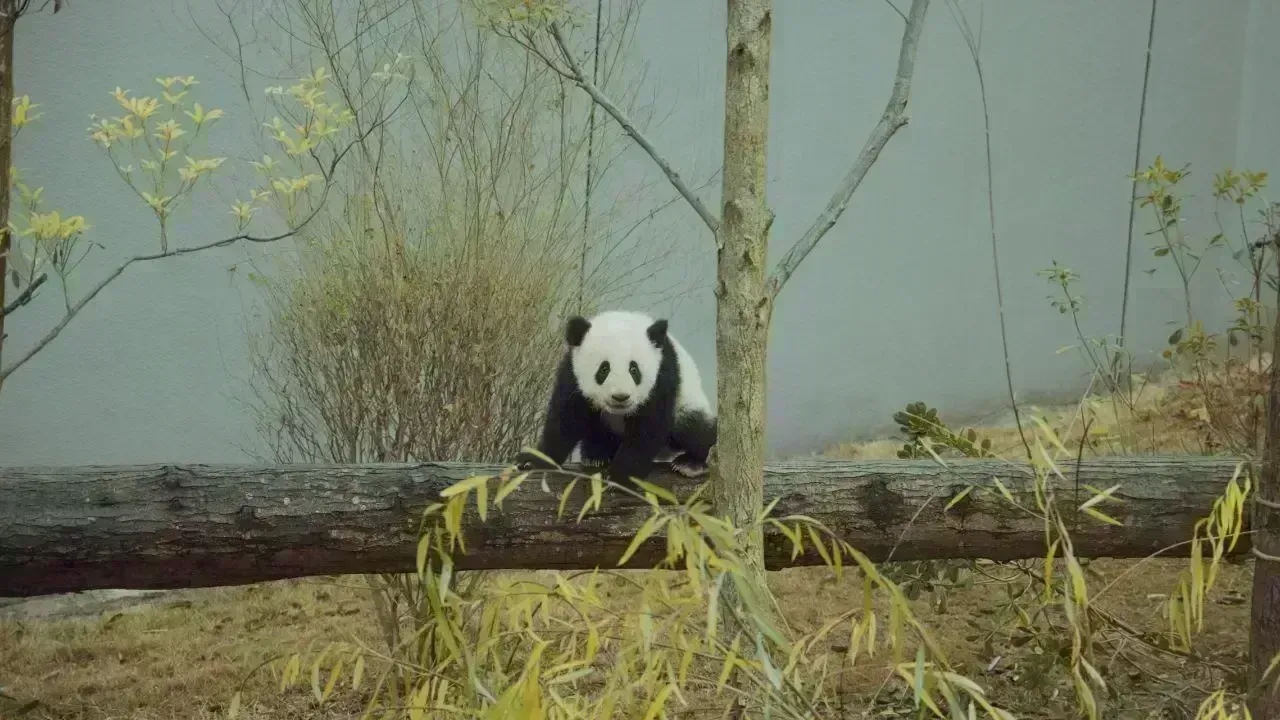 China's Giant Pandas Return to Atlanta Zoo