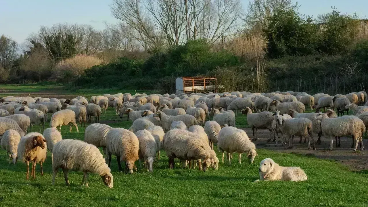 Success in Lambing Season for Mary Velayat Livestock Farmers