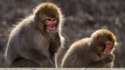 Unexpected Incident: US Sailor Faces Monkey Attack in …