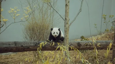 China's Giant Pandas Return to Atlanta Zoo