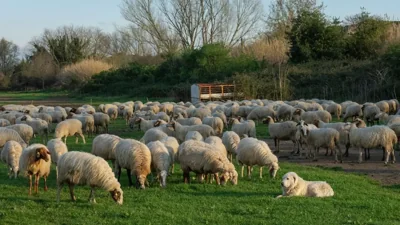 Success in Lambing Season for Mary Velayat Livestock F…