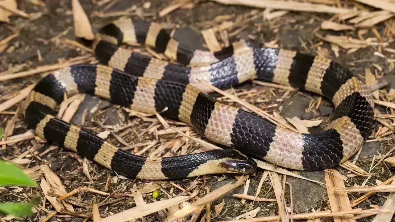 Five Venomous Snakes Discovered in Kozhikode Residence