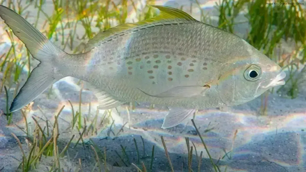 Abu Dhabi Introduces New Fishing Regulations for 2026