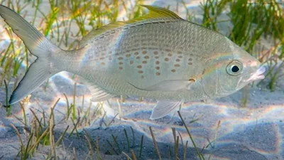 Abu Dhabi Introduces New Fishing Regulations for 2026