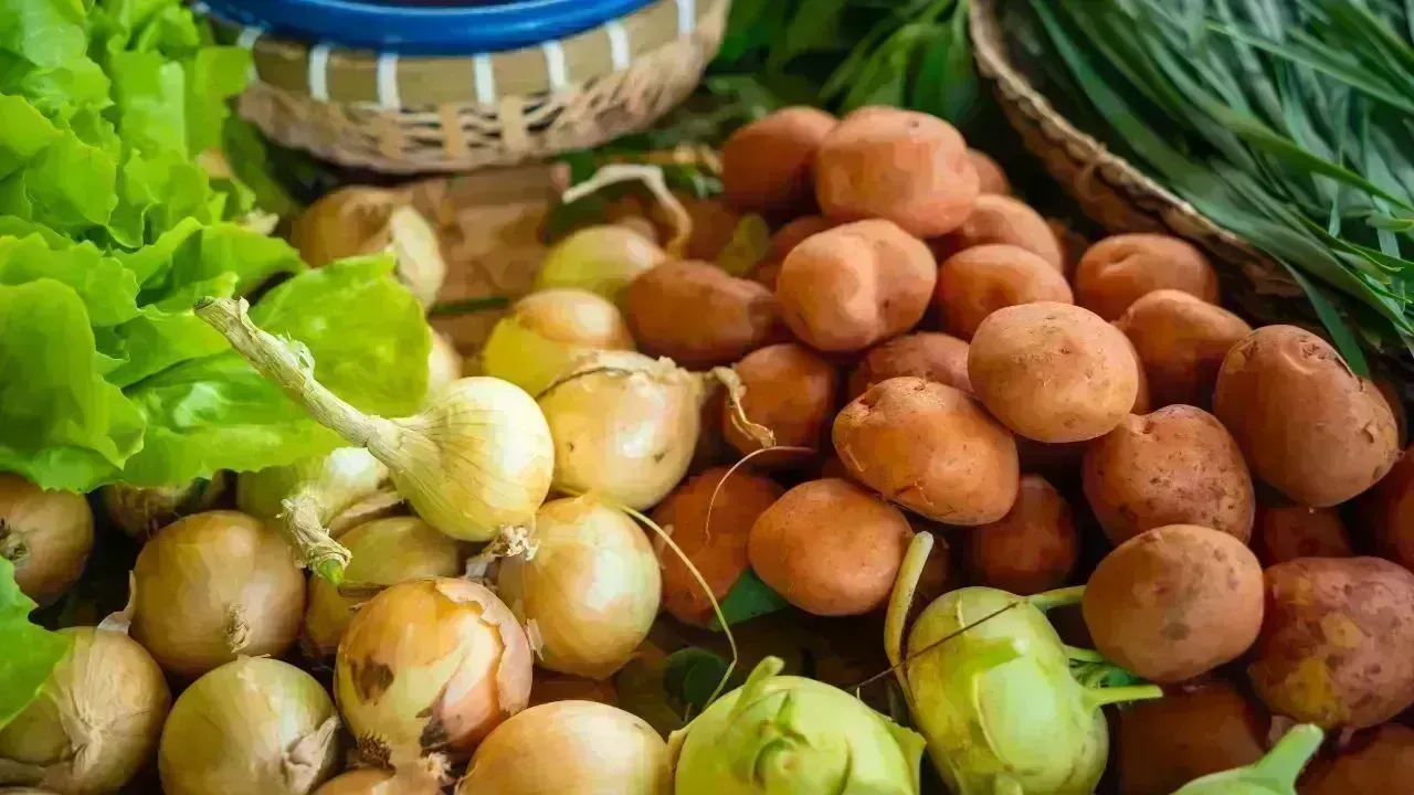 Lebap Farmers Anticipate Bountiful Harvests