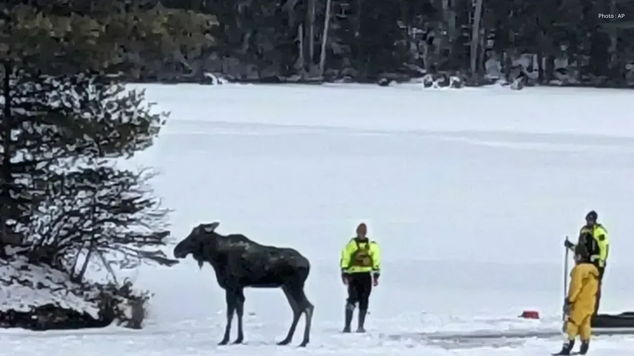 Saskatchewan Tow Truck Operator Saves Moose Trapped in Ice
