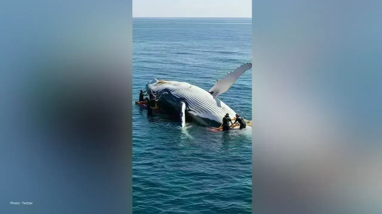 Successful Approval of Rescue Mission for Stranded Humpback Whale Timmy