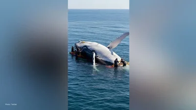 Successful Approval of Rescue Mission for Stranded Humpback Whale Timmy