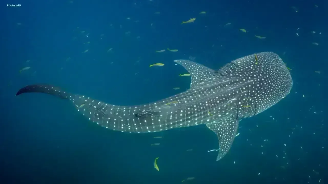 New Insights on Whale Shark Habitats Discovered in Indonesia