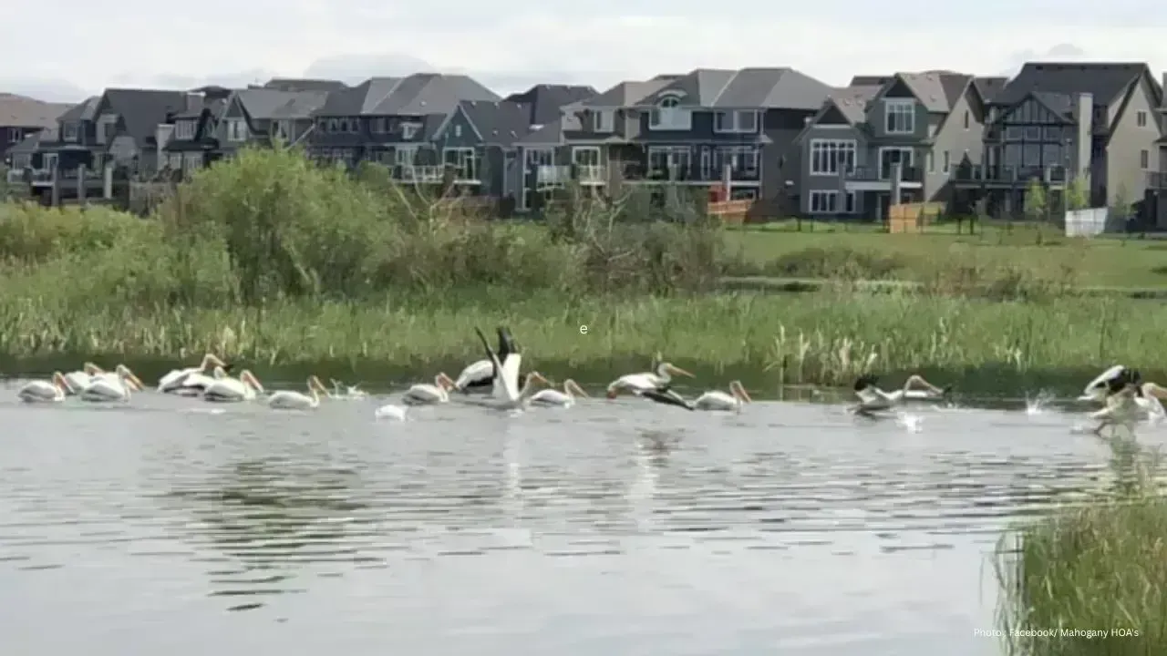 Child in Critical State Following Drowning Incident at Calgary Beach