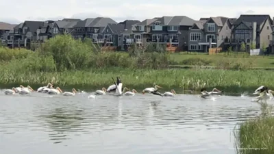 Child in Critical State Following Drowning Incident at Calgary Beach