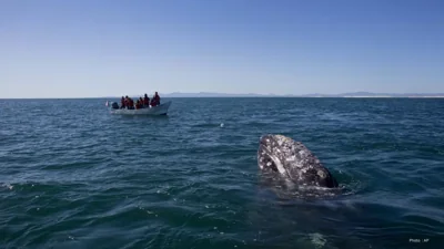 Jet Ski Collision with Grey Whale Raises Alarms in Van…