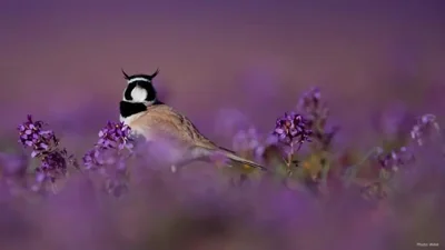 Al-Jouf Recognized as a Vital Destination for Avian Migration