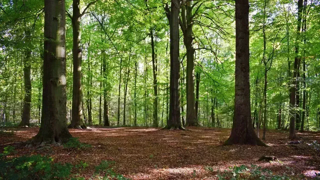 Vietnam Enacts Stricter Penalties for Forest Offenses