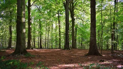 Vietnam Enacts Stricter Penalties for Forest Offenses