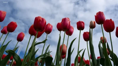 Global Plant Species at Risk from Climate Change