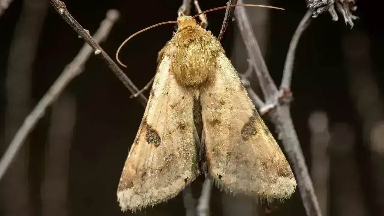 Buff-Tip Moth Endangers Ladakh’s Agricultural Landscape