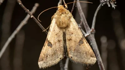 Buff-Tip Moth Endangers Ladakh’s Agricultural Landscape