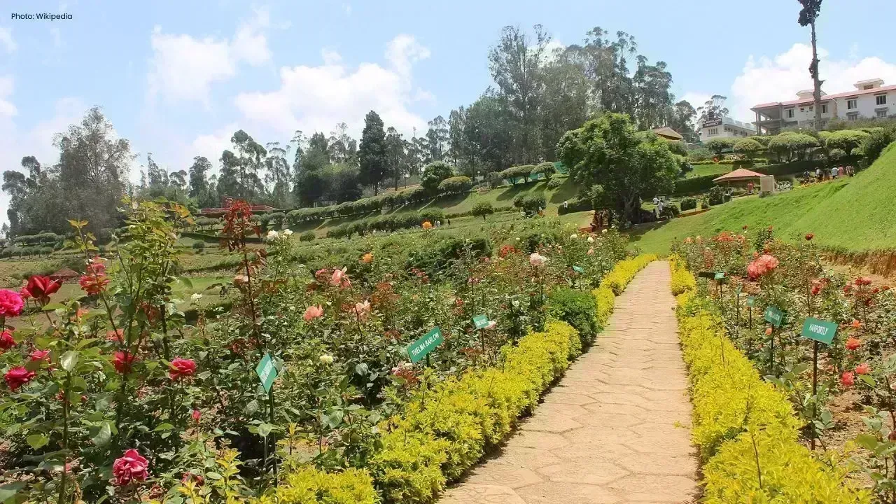 Ooty’s Government Rose Garden Welcomes Visitors