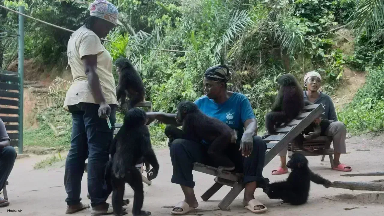 Congo's Wildlife Sanctuary Rescues Endangered Baby Bonobos