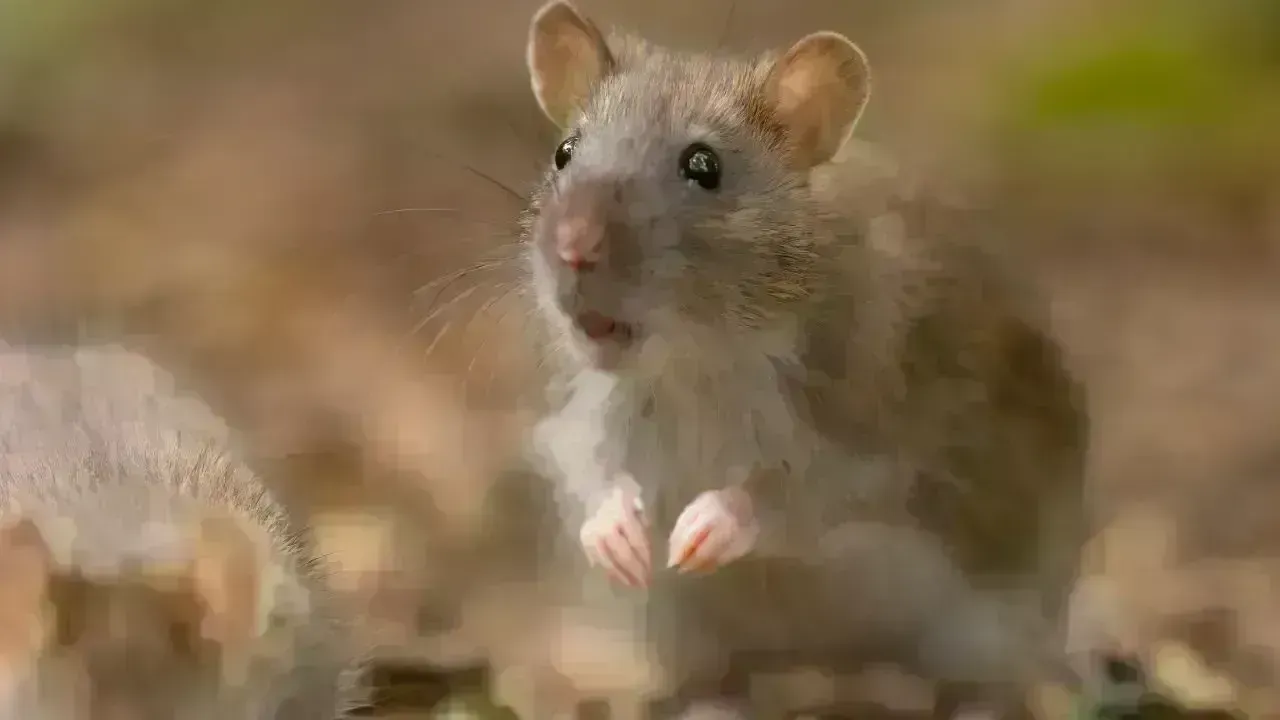 Spring Cleaning Advisory: Hantavirus Risks Highlighted by Interior Health