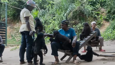 Congo's Wildlife Sanctuary Rescues Endangered Baby Bon…